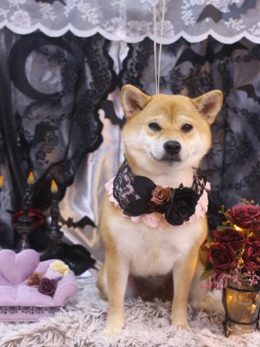 20231020はなちゃん